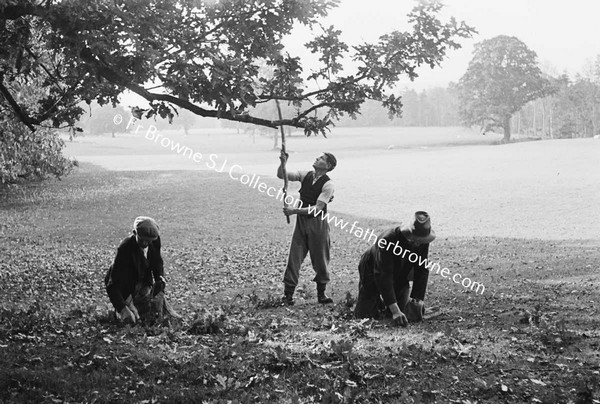 GATHERING ACORNS